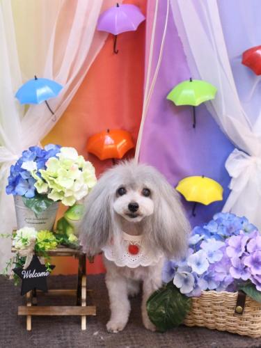 20230604ありすちゃん